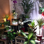 Achat fleurs Carcassonne