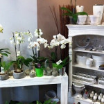 Achat fleurs Carcassonne