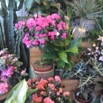 achat fleurs saint bres