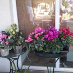 achat fleurs saint bres