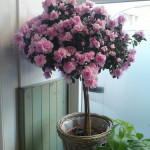 achat fleurs saint bres