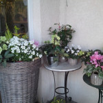 achat fleurs saint bres