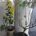 achat fleurs saint bres