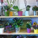 achat fleurs saint bres