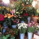 acheter fleurs perols