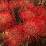 acheter fleurs perols