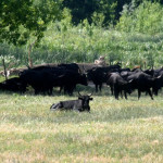 Visite et ballade en Camargue Manade des Chanoines