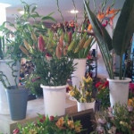 Fleuriste Vias