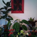 Fleuriste Vias