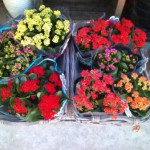 Fleuriste Vias
