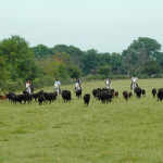 Ferrade et manade en Camargue