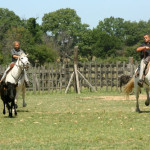 Ferrade et manade en Camargue