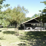 Ferrade et manade en Camargue