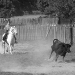 Ferrade et manade en Camargue