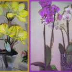 Fleuriste � Quissac pour l'achat de fleurs