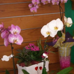 Fleuriste et livraison de fleurs � Narbonne