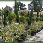 P�pini�riste Paysagiste � Sommi�res Zanello