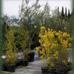 P�pini�riste Paysagiste � Sommi�res Zanello