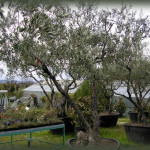 P�pini�riste Paysagiste � Sommi�res Zanello