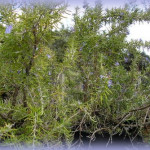 P�pini�riste Paysagiste � Sommi�res Zanello