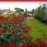 P�pini�riste Paysagiste � Sommi�res Zanello