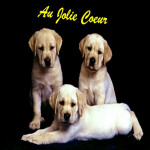 toilettage canin auriol