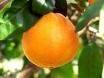 Restaurant traditionnel � Pignan L'Orange Am�re